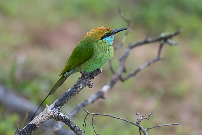 Kleine Groene Bijeneter